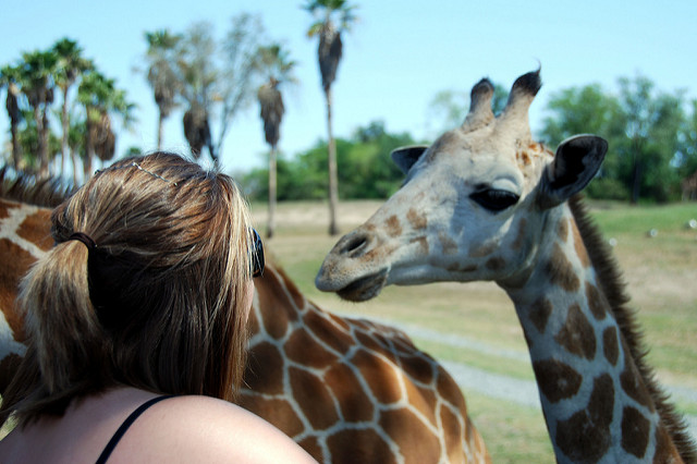Serengeti Safari feeding giraffes