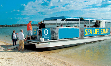 Florida Sealife Safari