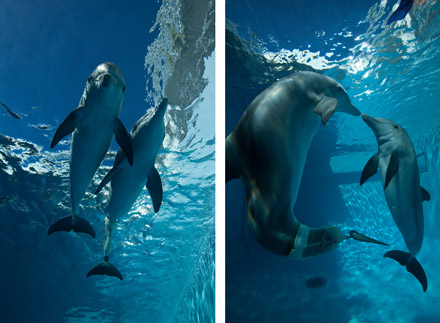 Winter the dolphin