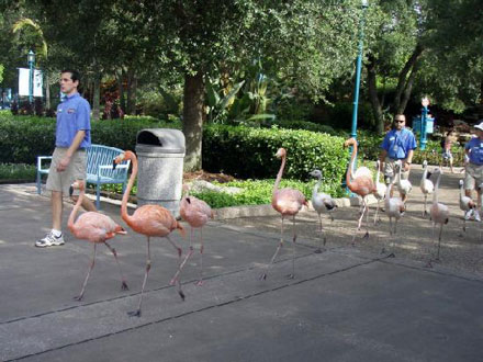 Flamingo parade at seaworld