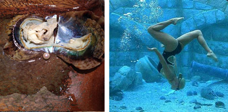 diving for oysters & pearls at SeaWorld
