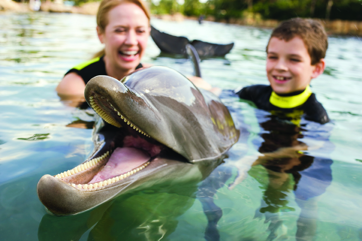 Swimming with Dolphins