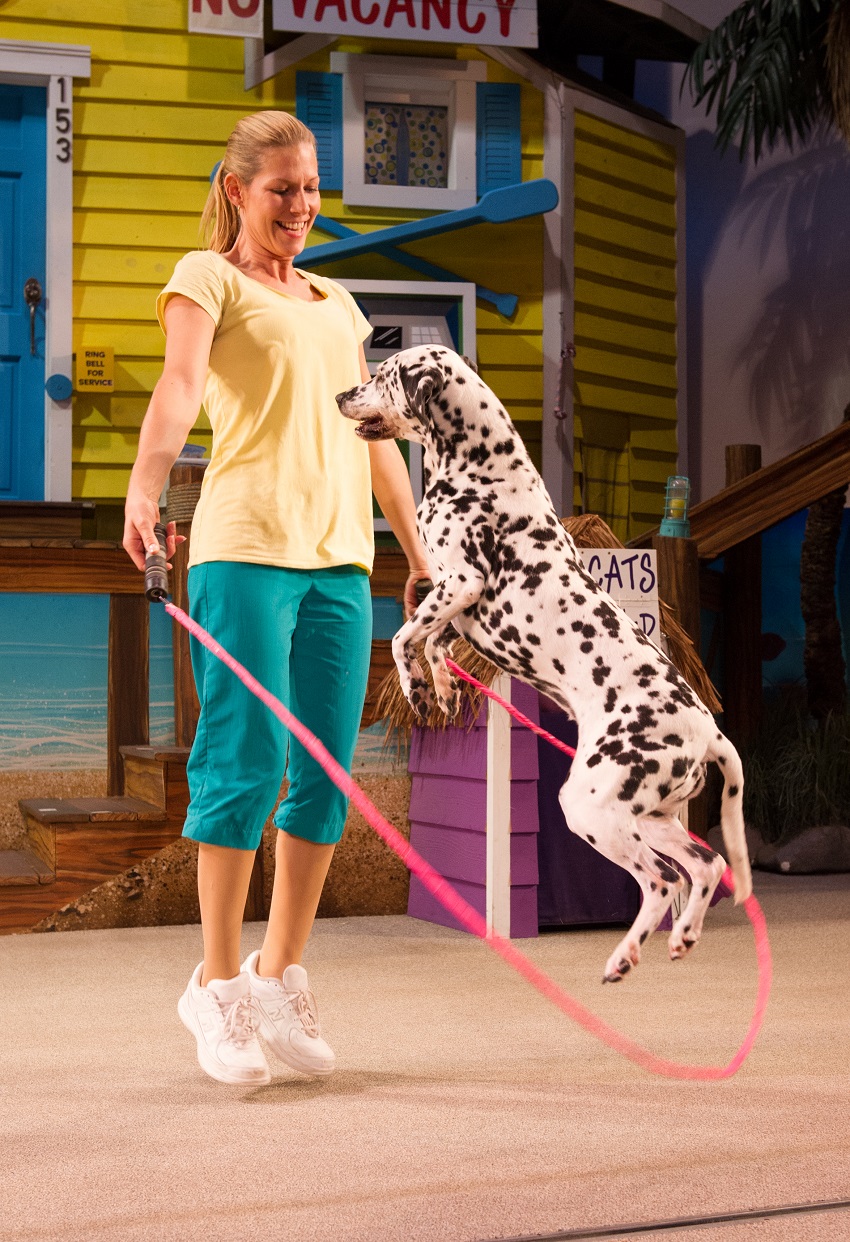 Dalmatian skipping at Pets Ahoy
