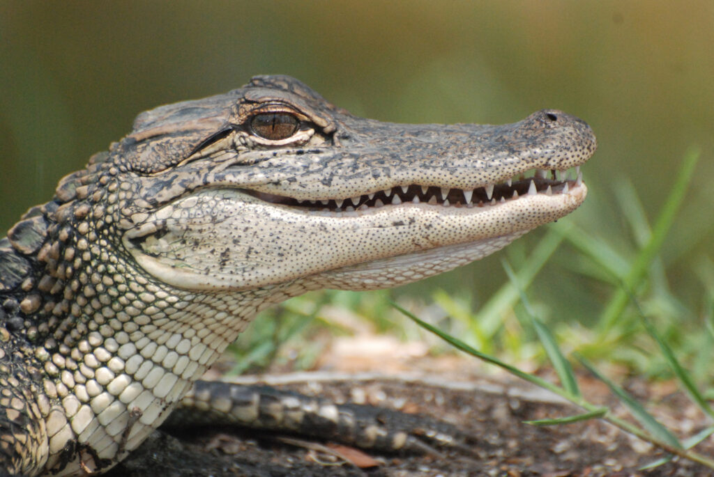 Everglades Alligator