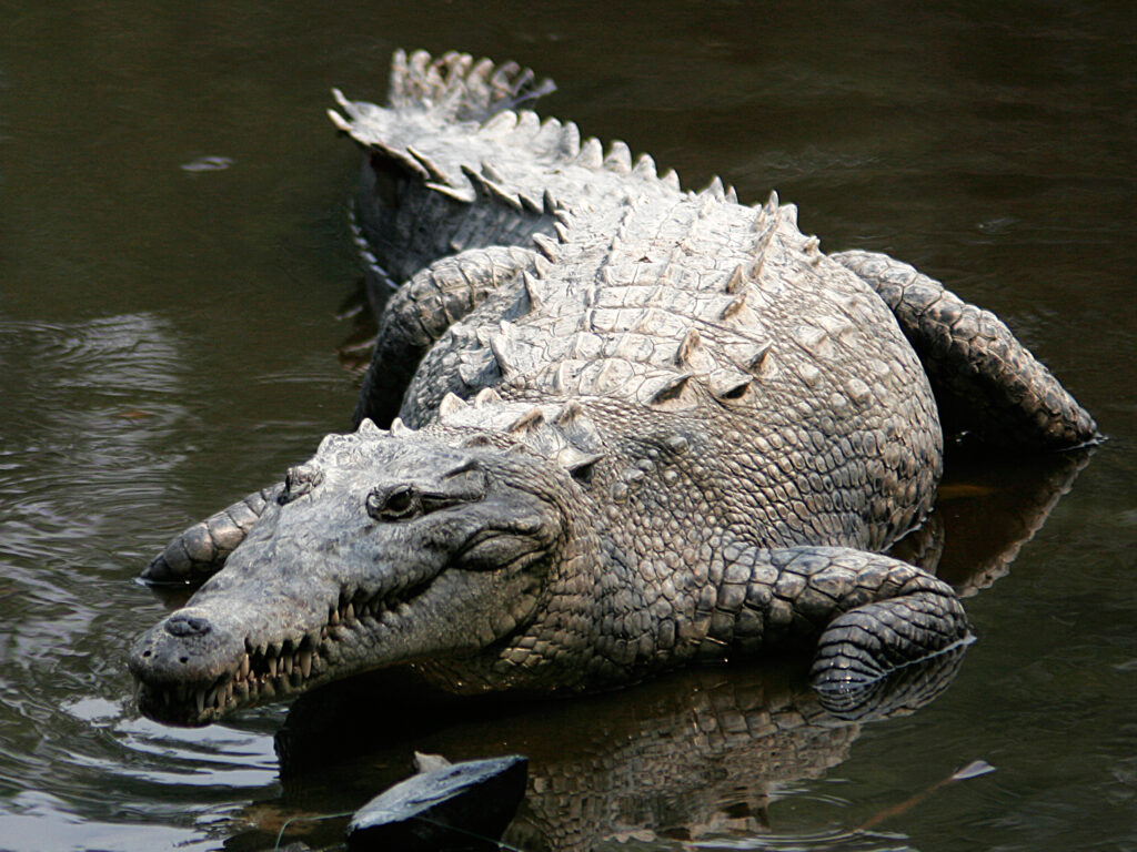 Everglades Crocodile