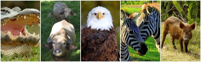 animals at wild florida wildlife park